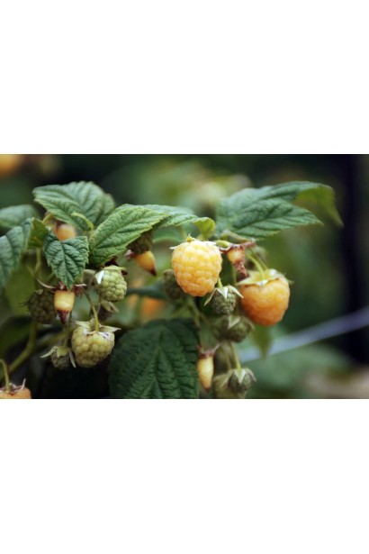 Малина жовта ‘Олл Голд’